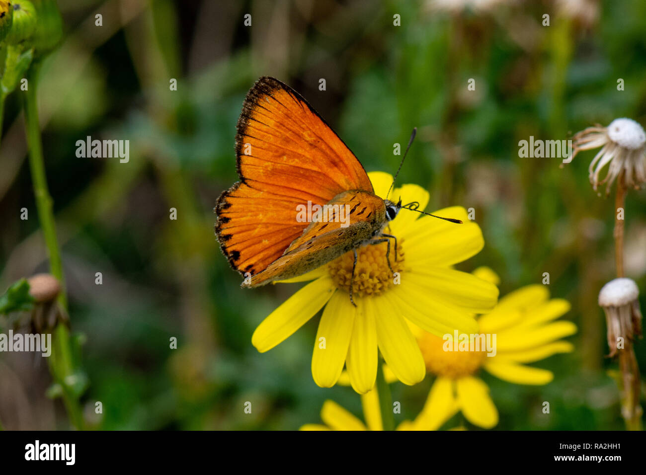 Rame di grandi dimensioni (a farfalla Lycaena dispar), Val di Rose, Parco Nazionale d'Abruzzo Foto Stock