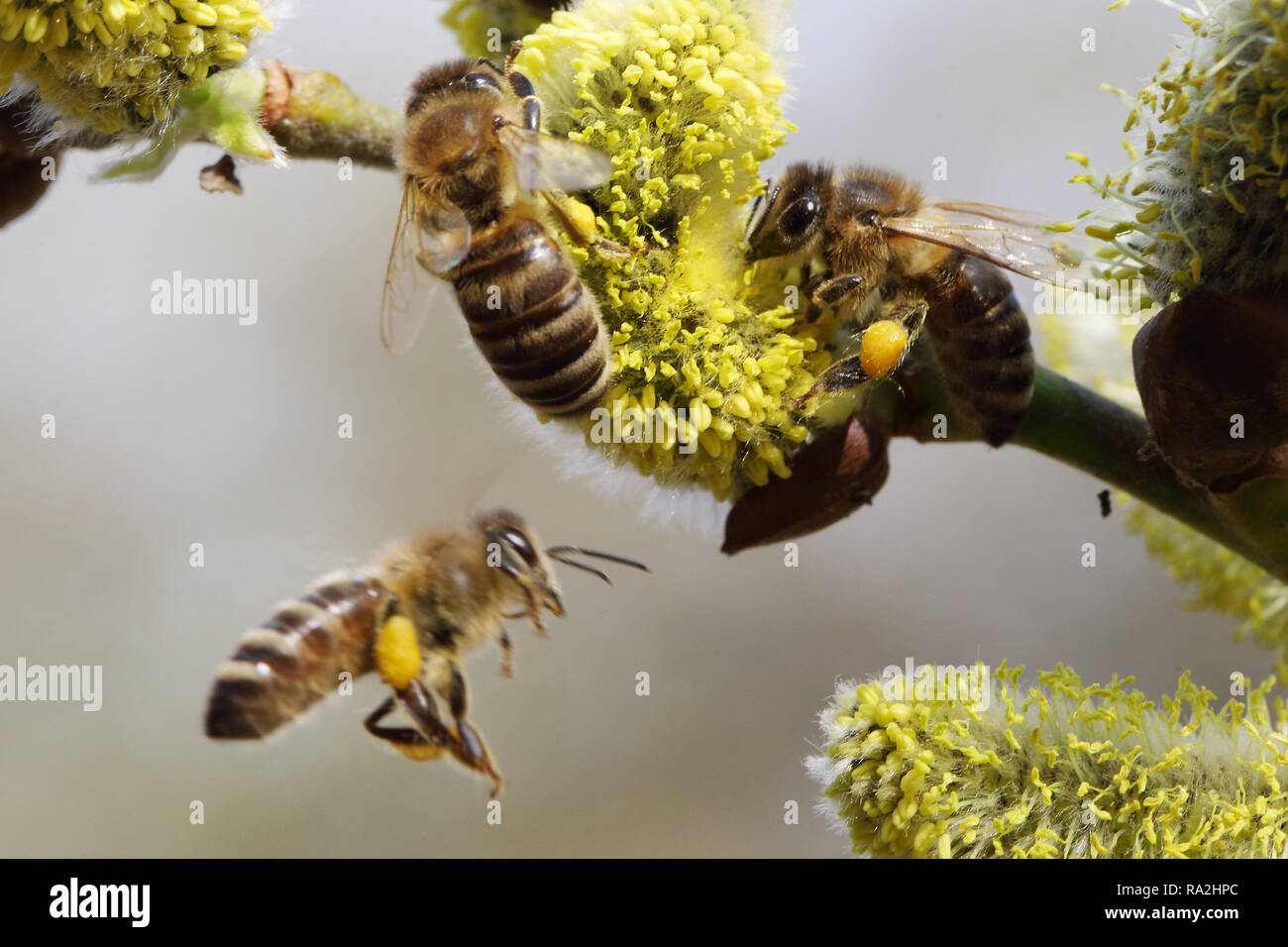08.04.2018, Brandeburgo, Briescht, Deutschland, Europaeische Honigbienen sammeln polline bluehenden aus der Weidenkaetzchen Salweide. 00S180408D264CARO Foto Stock
