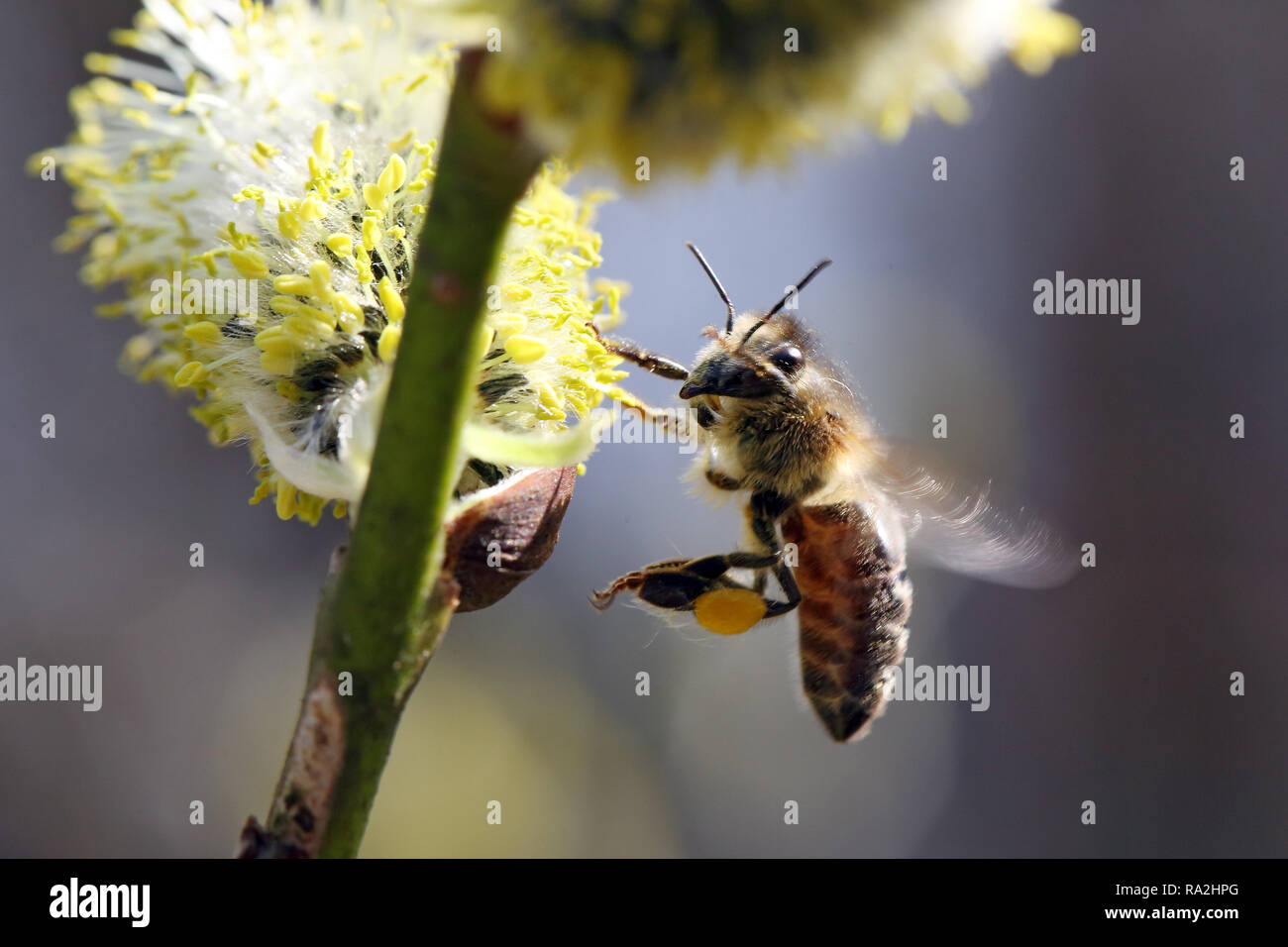 08.04.2018, Brandeburgo, Briescht, Deutschland, Europaeische Honigbiene polline sammelt aus einem bluehenden Weidenkaetzchen der Salweide. 00S180408D26 Foto Stock