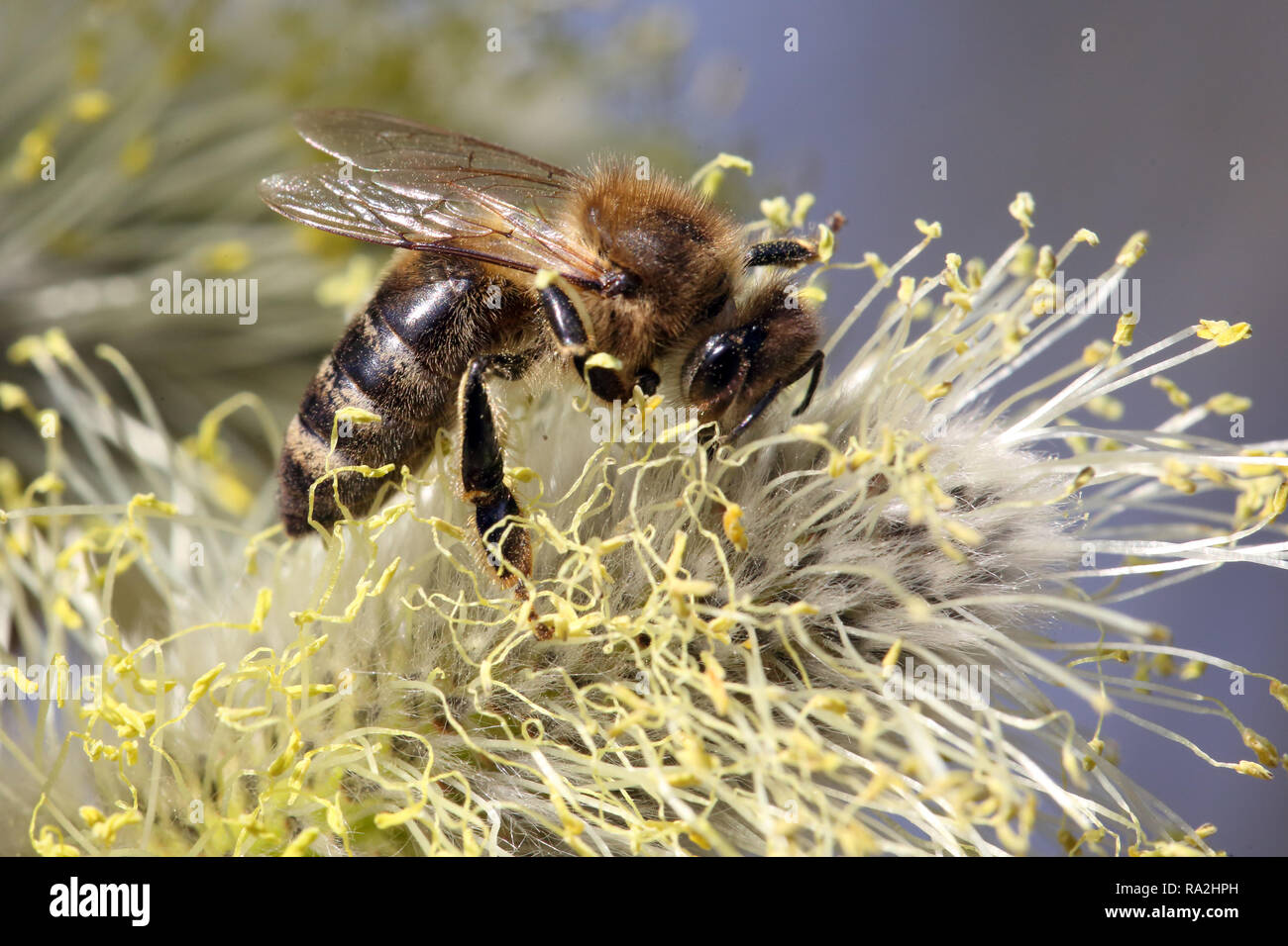 08.04.2018, Brandeburgo, Briescht, Deutschland, Europaeische Honigbiene sammelt Nektar aus einem bluehenden Weidenkaetzchen der Salweide. 00S180408D27 Foto Stock