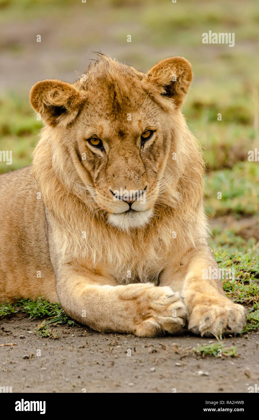 Leone africano (Panthera leo) in Tanzania, Africa. Elencate come vulnerabili sulla Rossa IUCN Lilst Status. Foto Stock