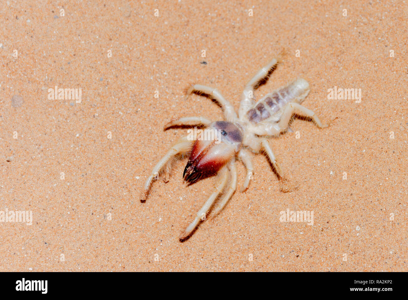 Un cammello spider negli UAE Desert roam sulle dune di sabbia. Foto Stock