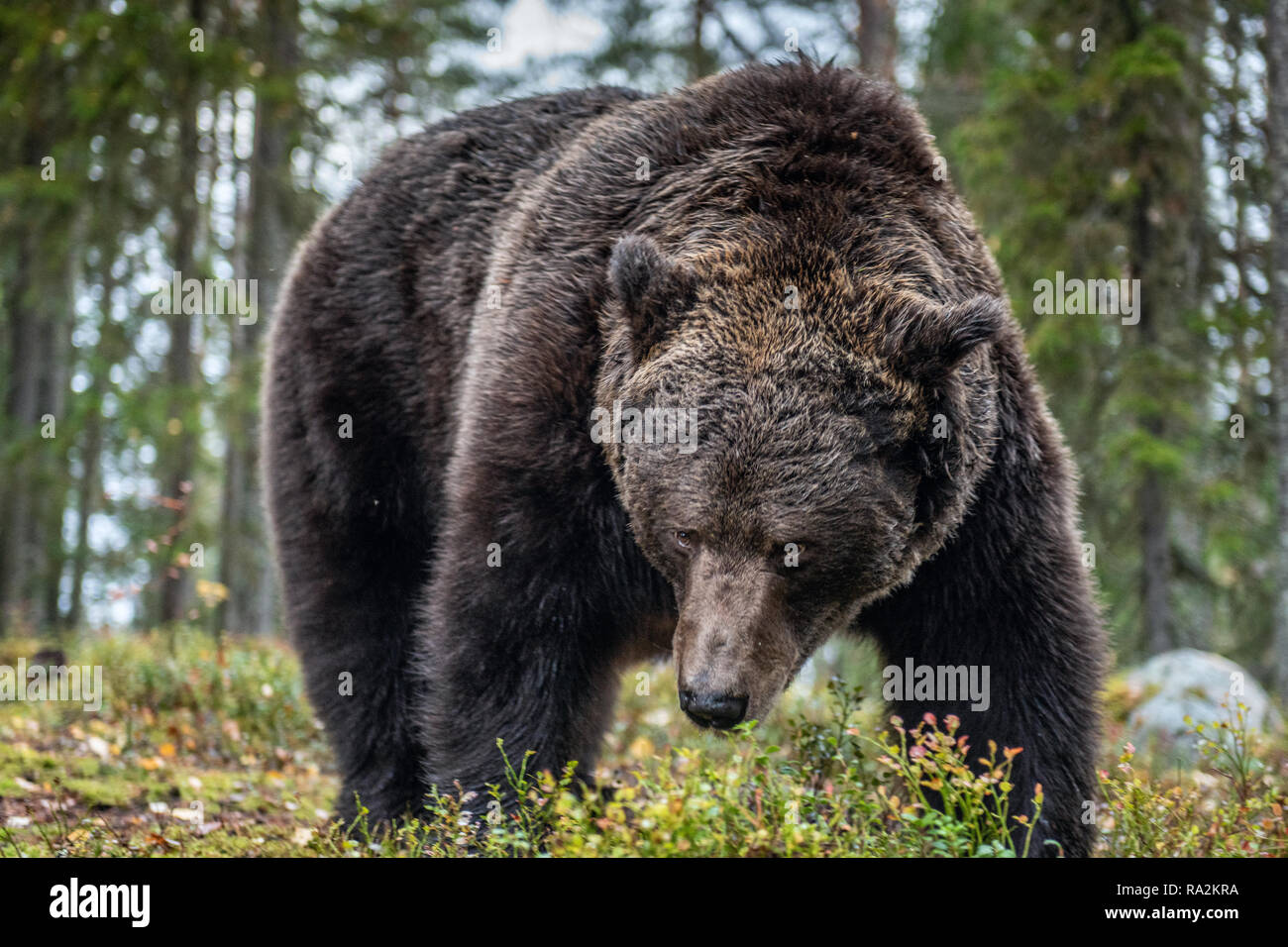 Orso bruno in autunno foresta. Nome scientifico: Ursus arctos. Habitat naturale. Foto Stock