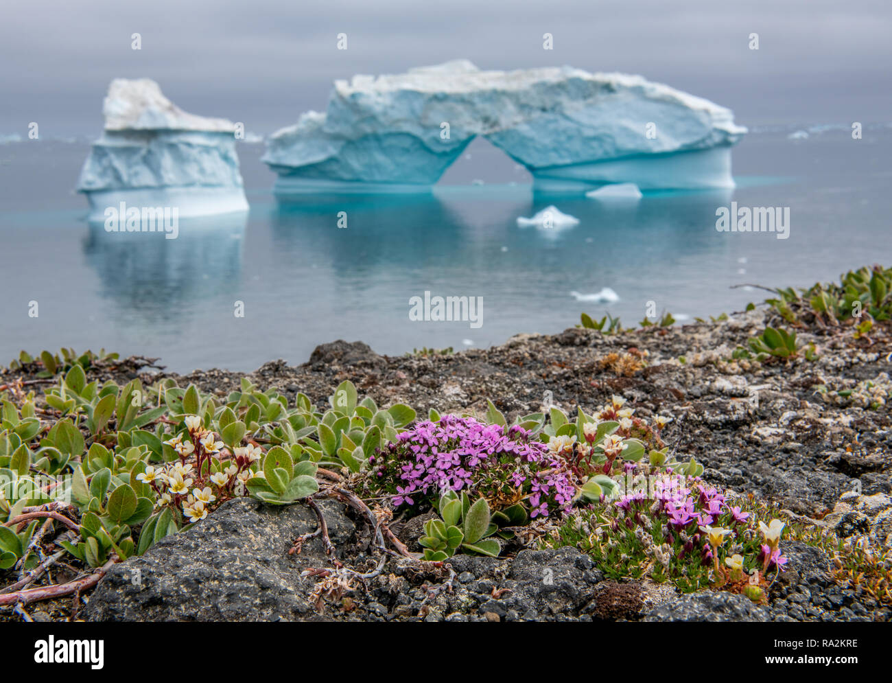Iceberg e fiori. Fiori sulla riva. Natura e paesaggi della Groenlandia. Groenlandia occidentale. Baia di Disko. Foto Stock