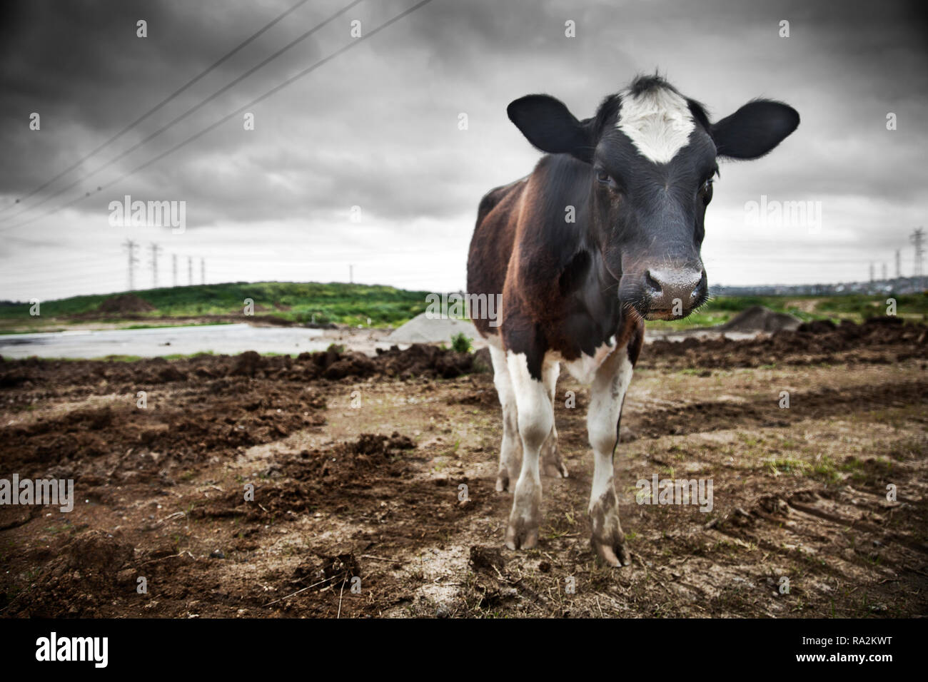 Una vacca guardando attraverso la lente mentre si sta in piedi sul sporco piste fangose nel settore agricolo zona. Foto Stock