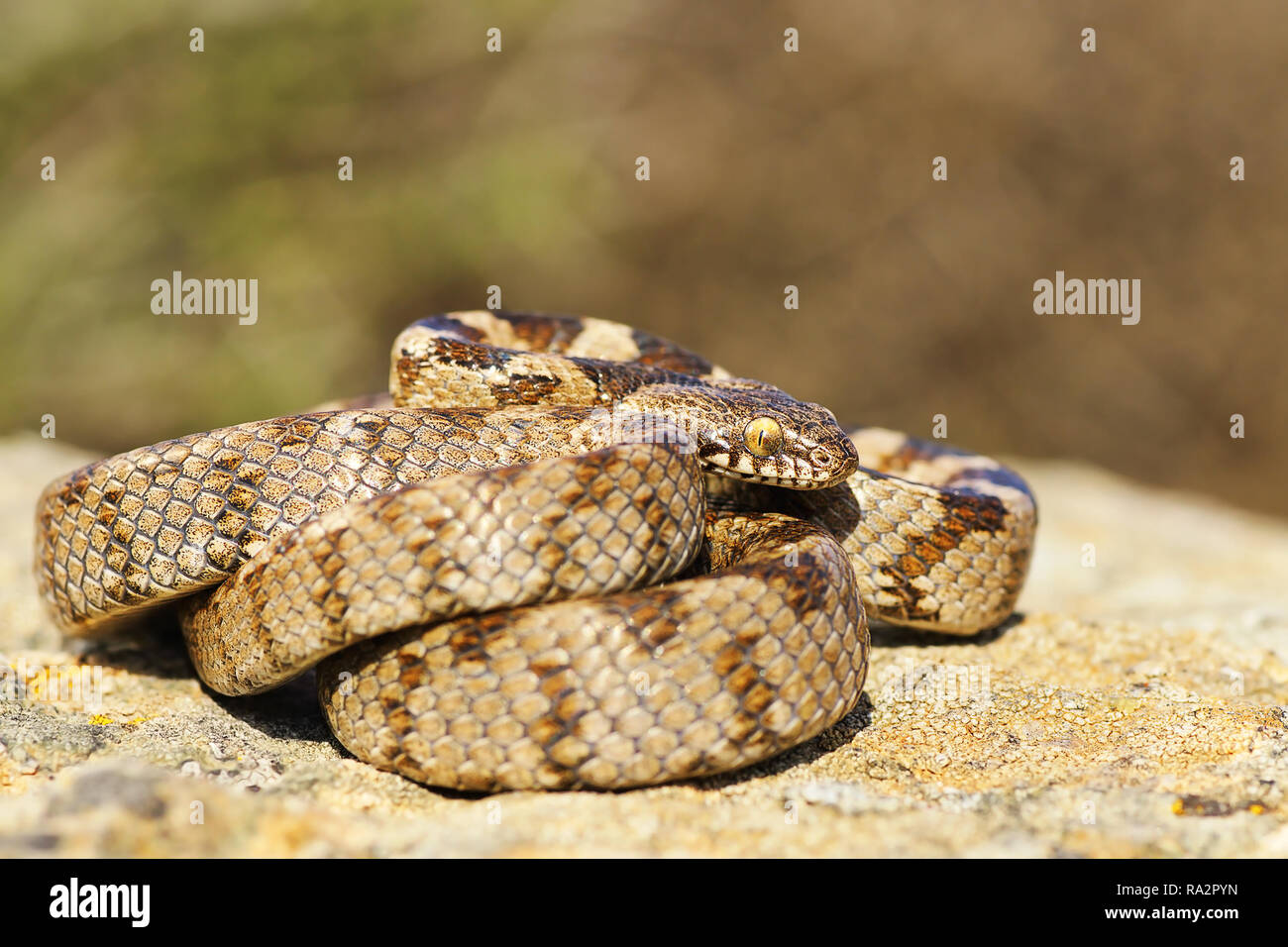 A piena lunghezza capretti cat snake crogiolarvi al sole su una roccia in ambiente naturale ( Telescopus fallax ) Foto Stock