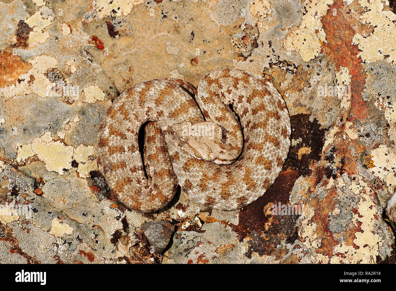 Macrovipera lebetina schweizeri ( blunt becchi viper o Milos sommatore ) crogiolarvi al sole su una roccia in ambiente naturale, a piena lunghezza rettile Foto Stock