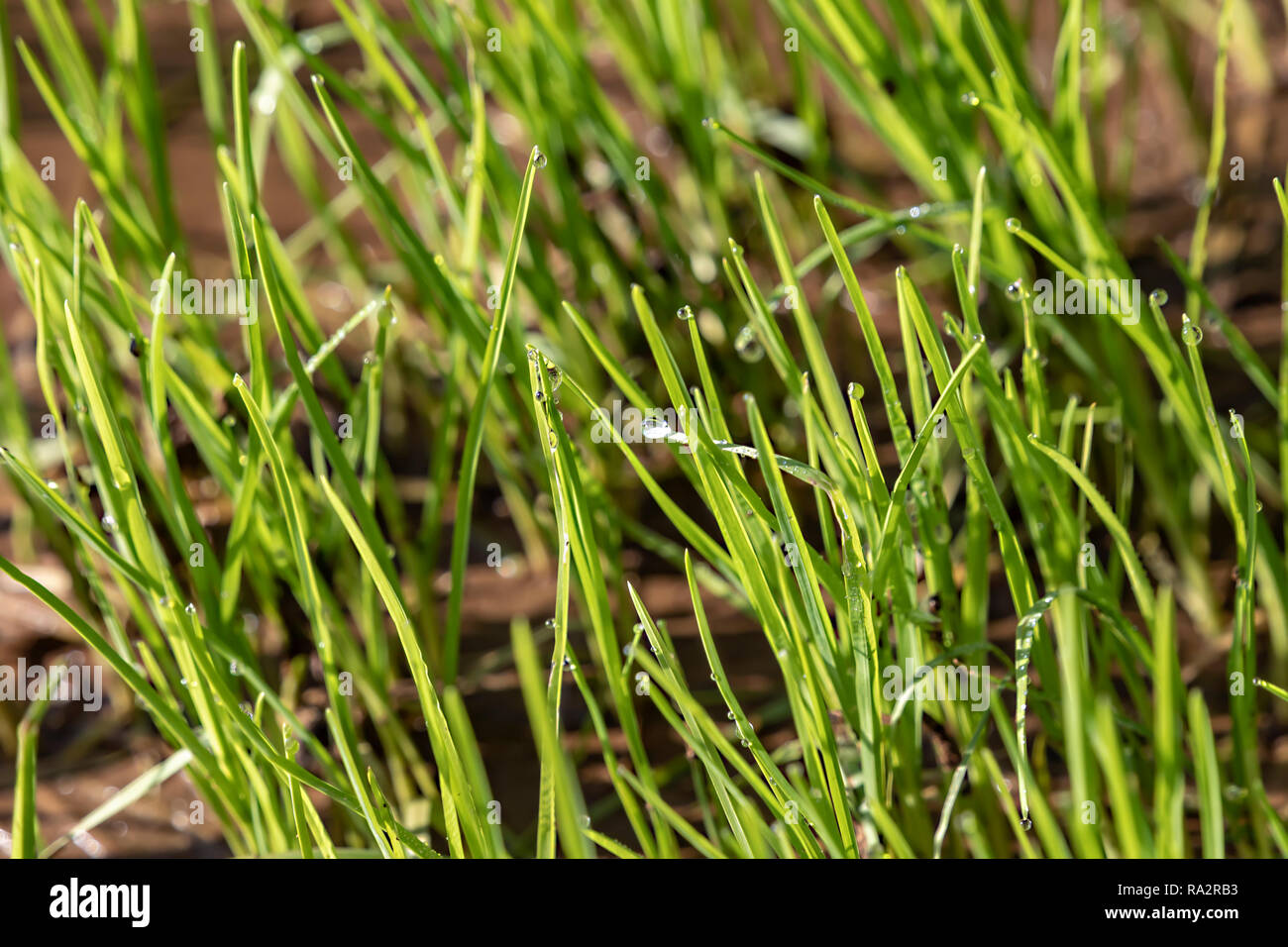 Sfondo astratto di fresco verde erba con gocce di rugiada close up Foto Stock