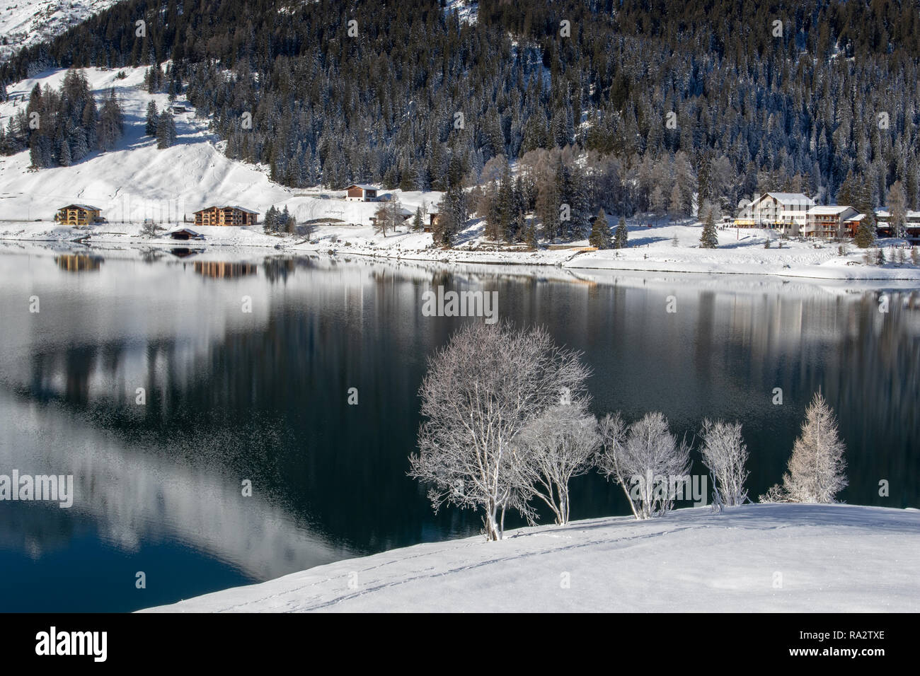 Congelati gli alberi sulla riva del lago di Davos, in Svizzera Foto Stock
