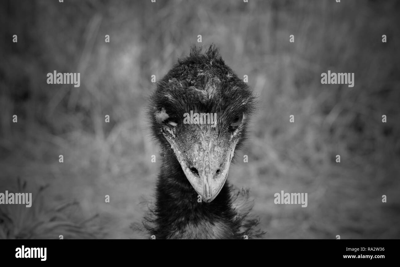 Emu Foto Stock
