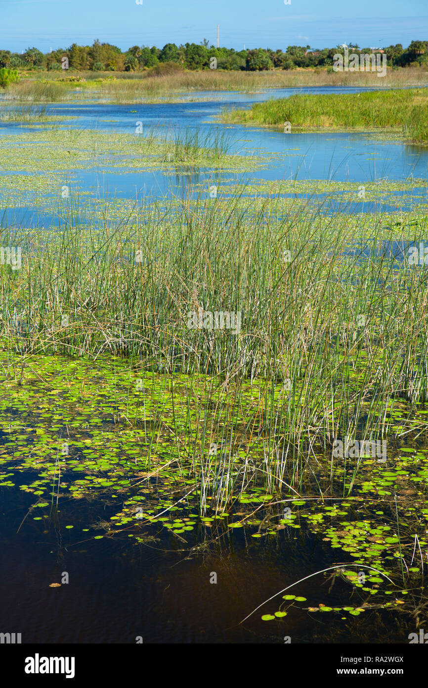 Zona umida di palude, acque di avvolgimento Area Naturale di West Palm Beach, Florida Foto Stock