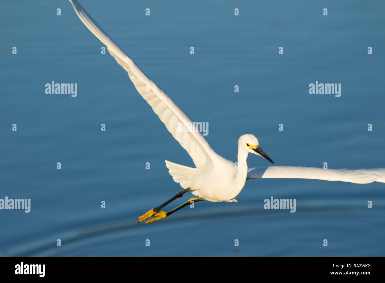 Snowy garzetta (Egretta thuja), Wakodahatchee zone umide, Delray Beach, Florida Foto Stock