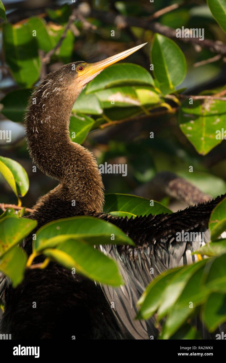 Anhinga (Anhinga anhinga), Wakodahatchee zone umide, Delray Beach, Florida Foto Stock