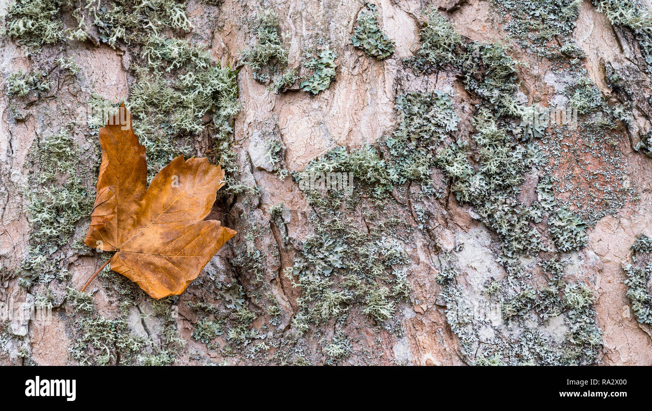 Close-up di acero corteccia texture con caduta di una foglia. Acer. Bellissimo sfondo naturale. Sbiadito vecchio albero a foglie decidue trunk. Verde a secco moss. Dettaglio astratta. Foto Stock