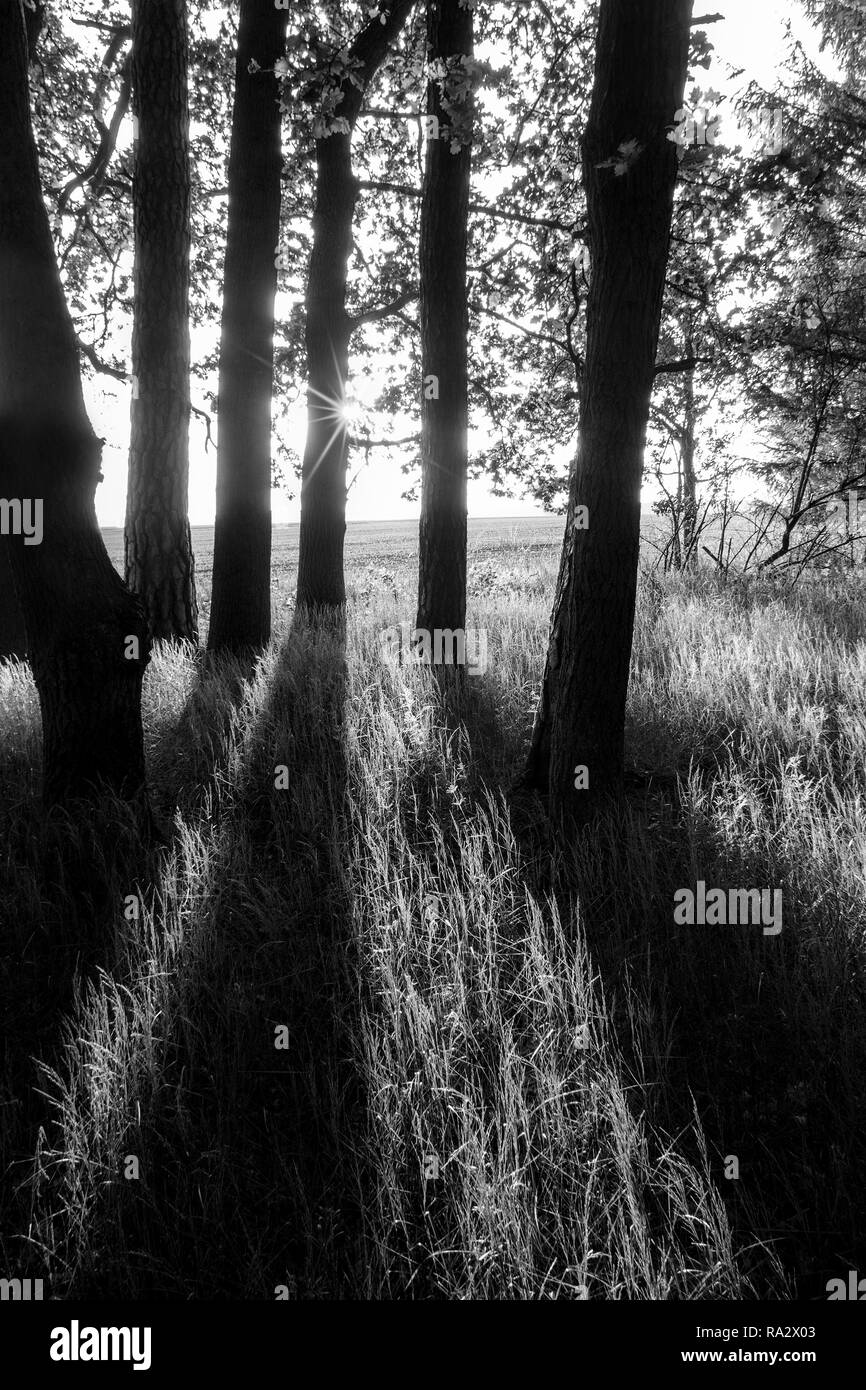 La molla in scena con Oak Grove, scuro alberi, la luce del sole e ombre. Quercus robur. In bianco e nero del paesaggio rurale. Foresta, erba e campo in uno sfondo. Foto Stock