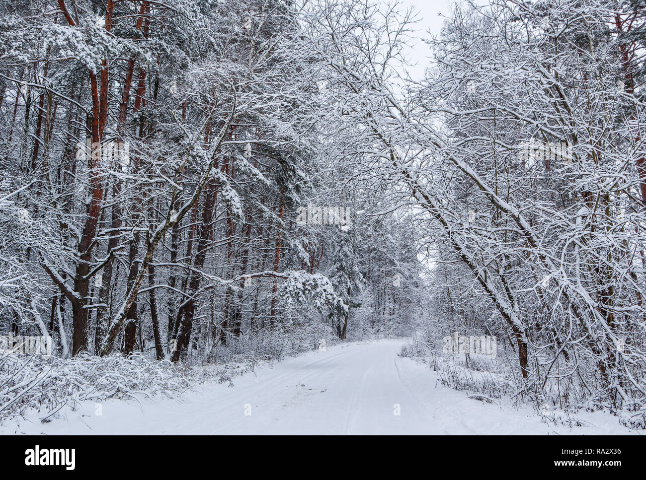 Inverno bella foresta con alberi innevati e una strada bianca. А sacco di rametti sottili coperte di neve Foto Stock