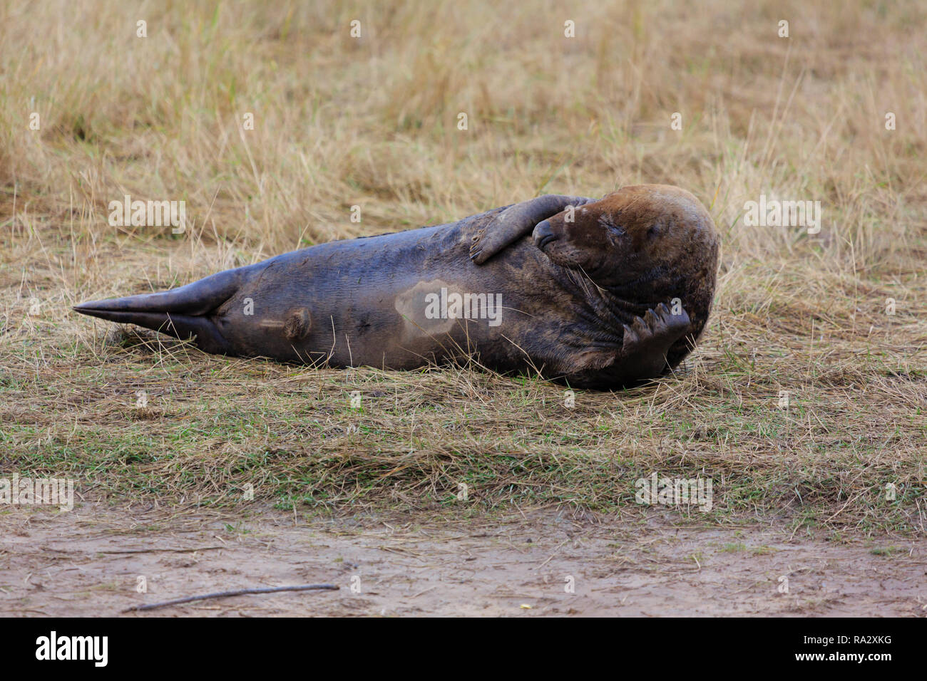 Guarnizione grigio bull a Donna Nook riserva naturale, Lincolnshire, Inghilterra Foto Stock