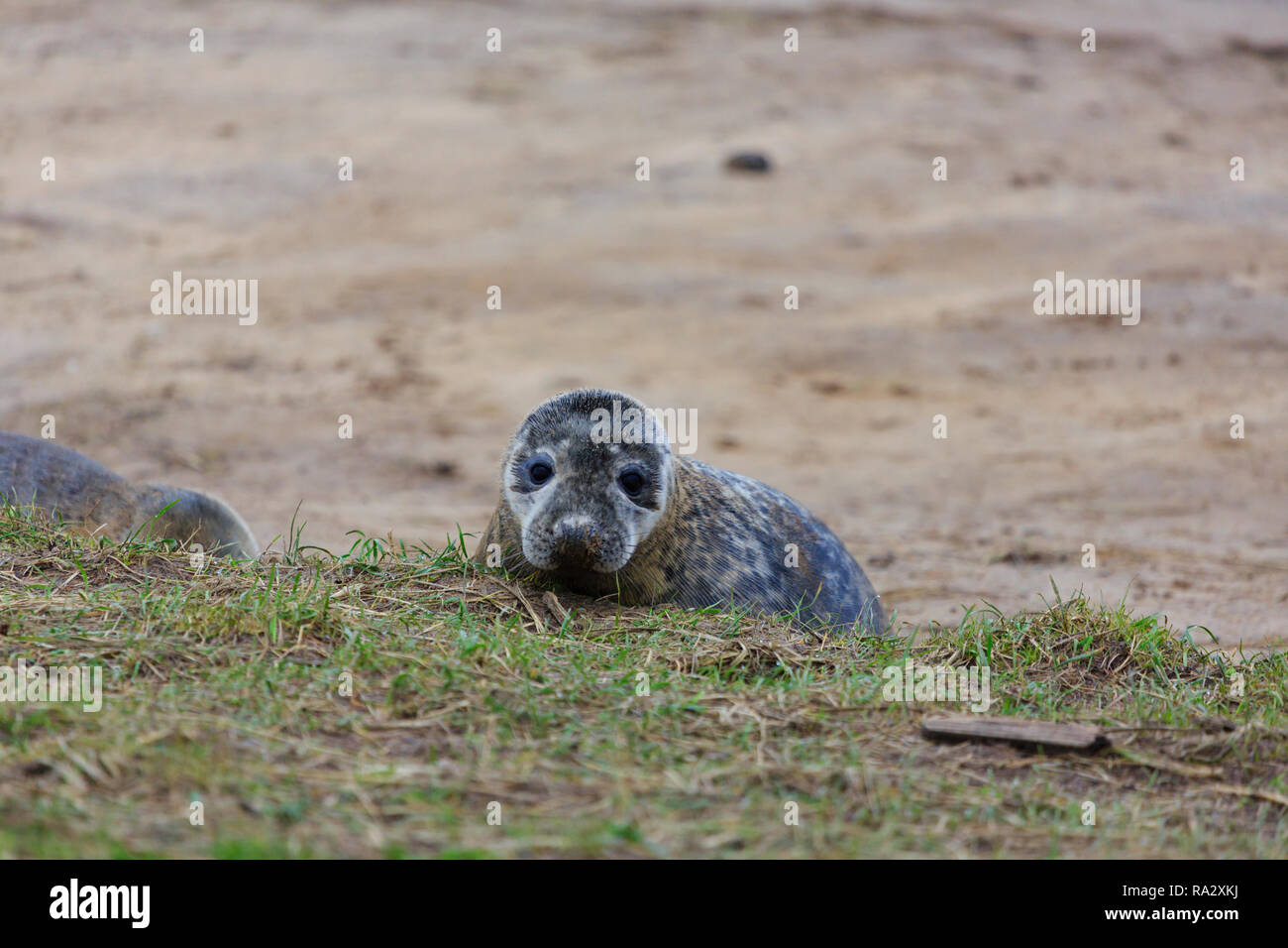 Guarnizione grigio pup a Donna Nook riserva naturale, Lincolnshire, Inghilterra Foto Stock