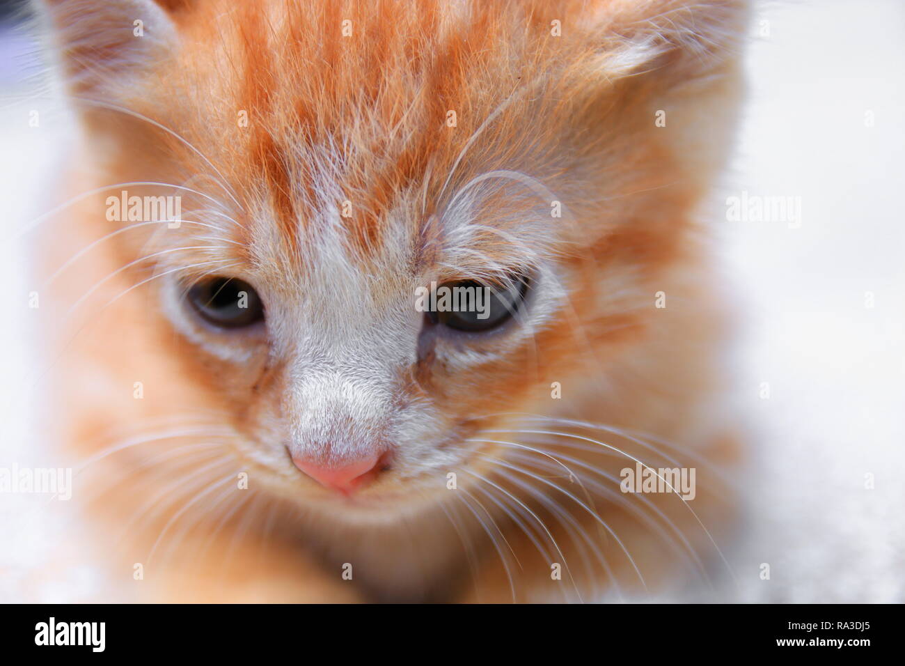 Ritratto di gattino arancione-rosso, piccolo gatto carino selezionare la messa a fuoco con profondità di campo ridotta. Foto Stock