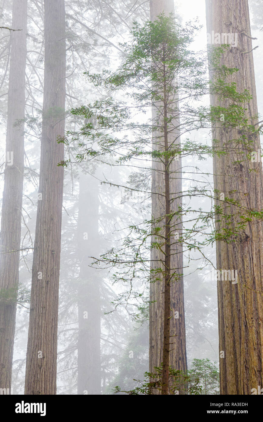 Redwoods nella nebbia Foto Stock