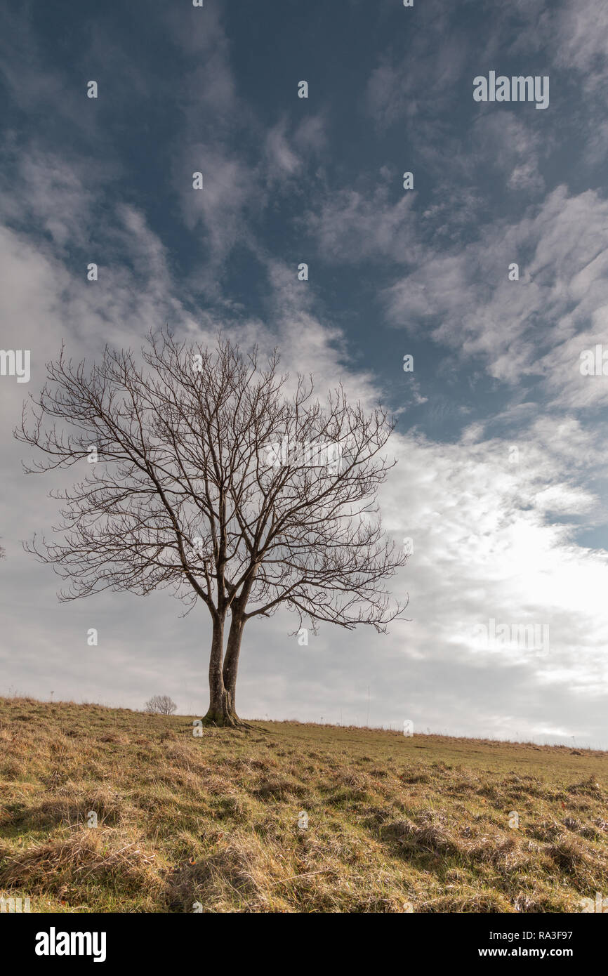 Albero solitario sul Cissbury ring, West Sussex, Regno Unito Foto Stock