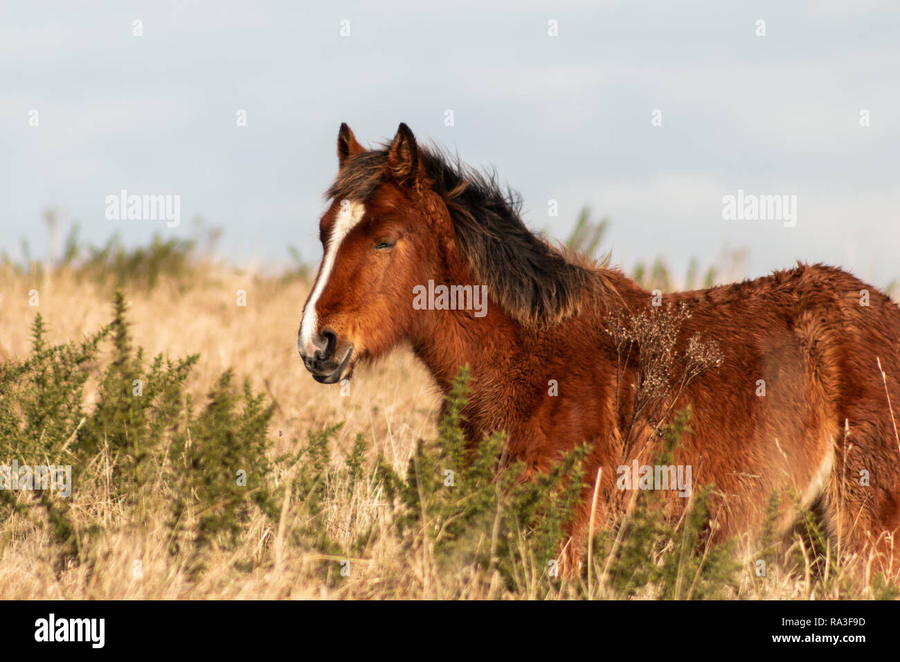 Pony selvatici di pascolare su Cissbury Ring, West Sussex, Regno Unito Foto Stock
