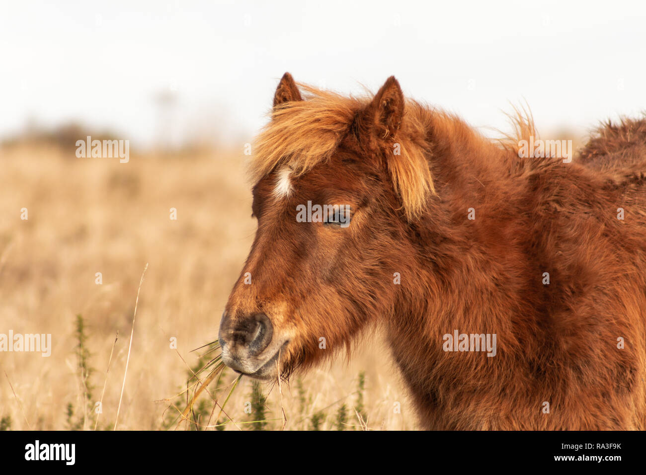 Pony selvatici di pascolare su Cissbury Ring, West Sussex, Regno Unito Foto Stock