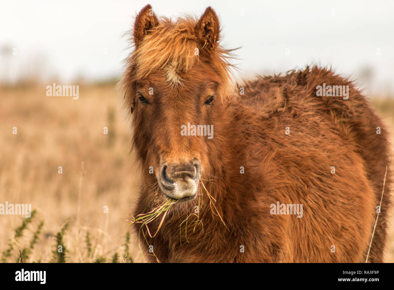 Pony selvatici di pascolare su Cissbury Ring, West Sussex, Regno Unito Foto Stock
