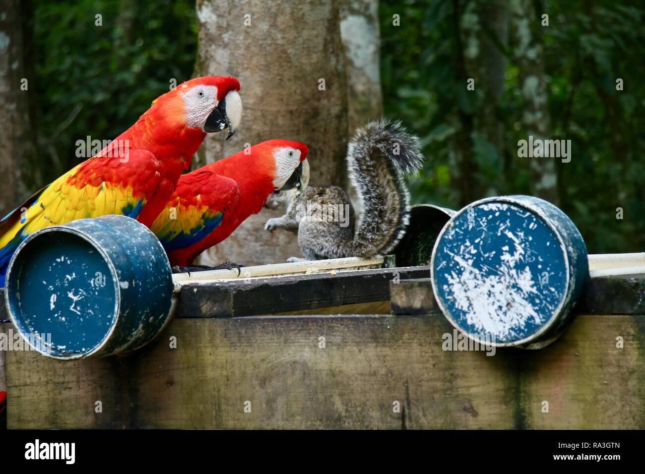 Due scarlet macaws e uno scoiattolo condividono una piattaforma alimentano nelle giungle di Honduras Foto Stock