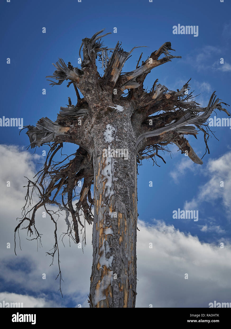 Un capovolto albero con radici nel cielo Foto Stock