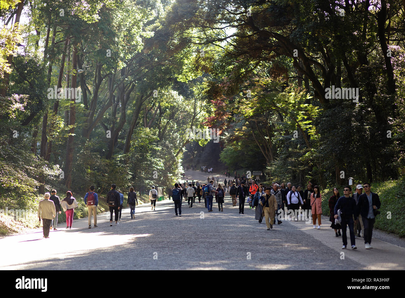 Percorso attraverso una foresta, in Meiji Jingu sacrario scintoista. Yoyogi Park. Tokyo. Giappone Foto Stock