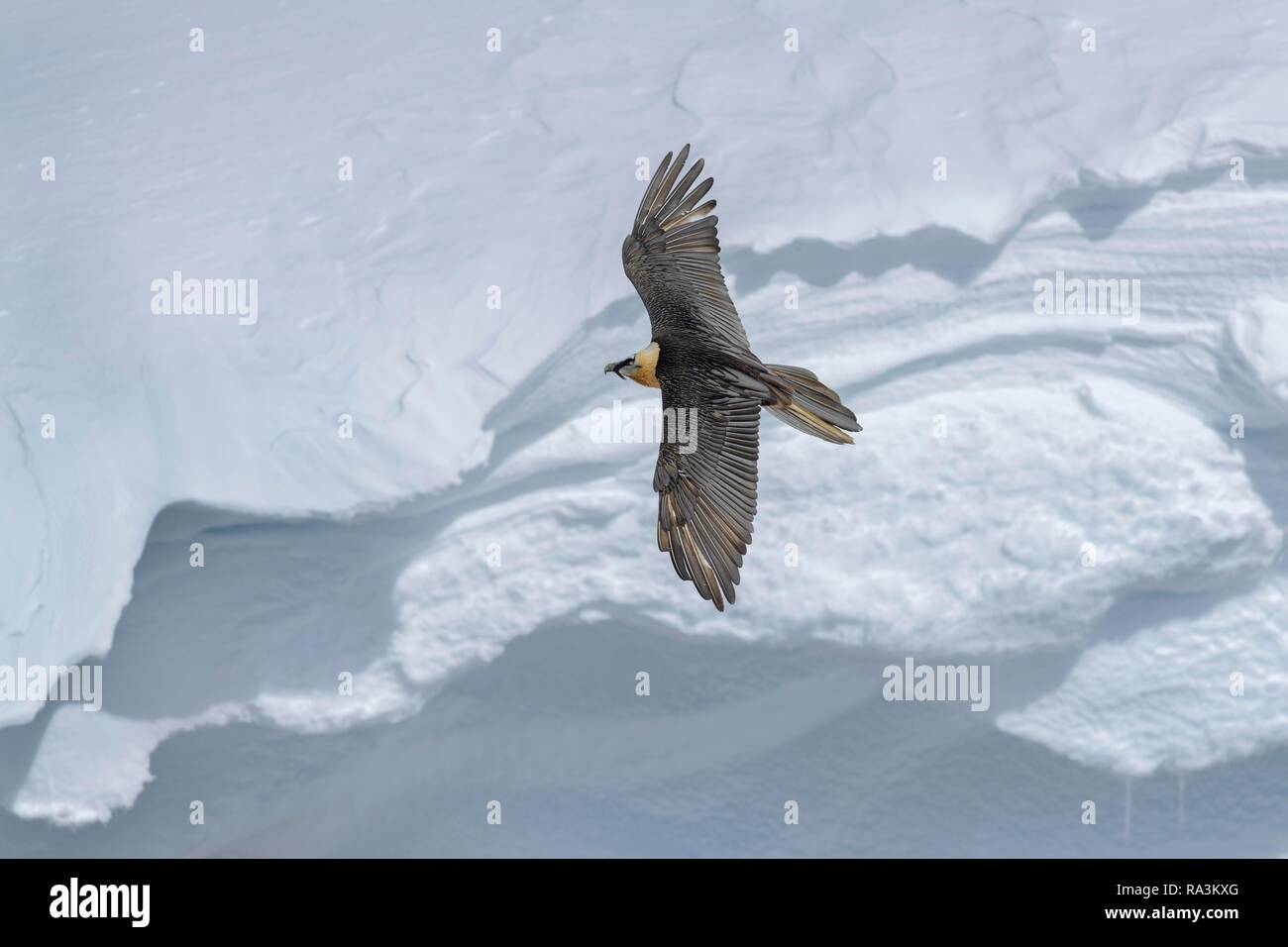 Gipeto (Gypaetus barbatus), in volo di fronte a una guardia di neve, Vallese, Svizzera Foto Stock