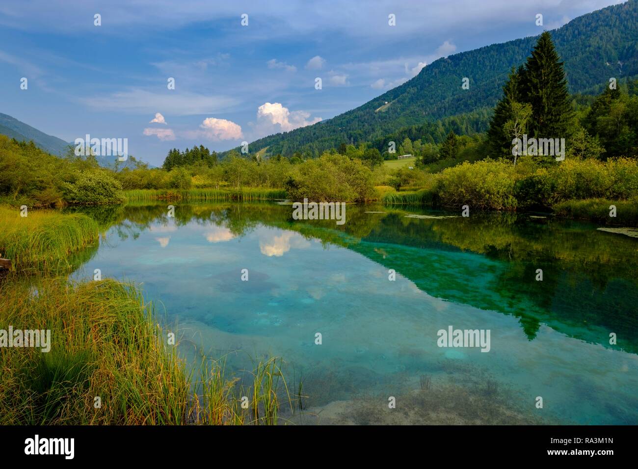 Sava Dolinka molla, Riserva Naturale Lago di Zelenci, sulle Alpi Giulie, superiore dell'Ucraina, della Slovenia Foto Stock