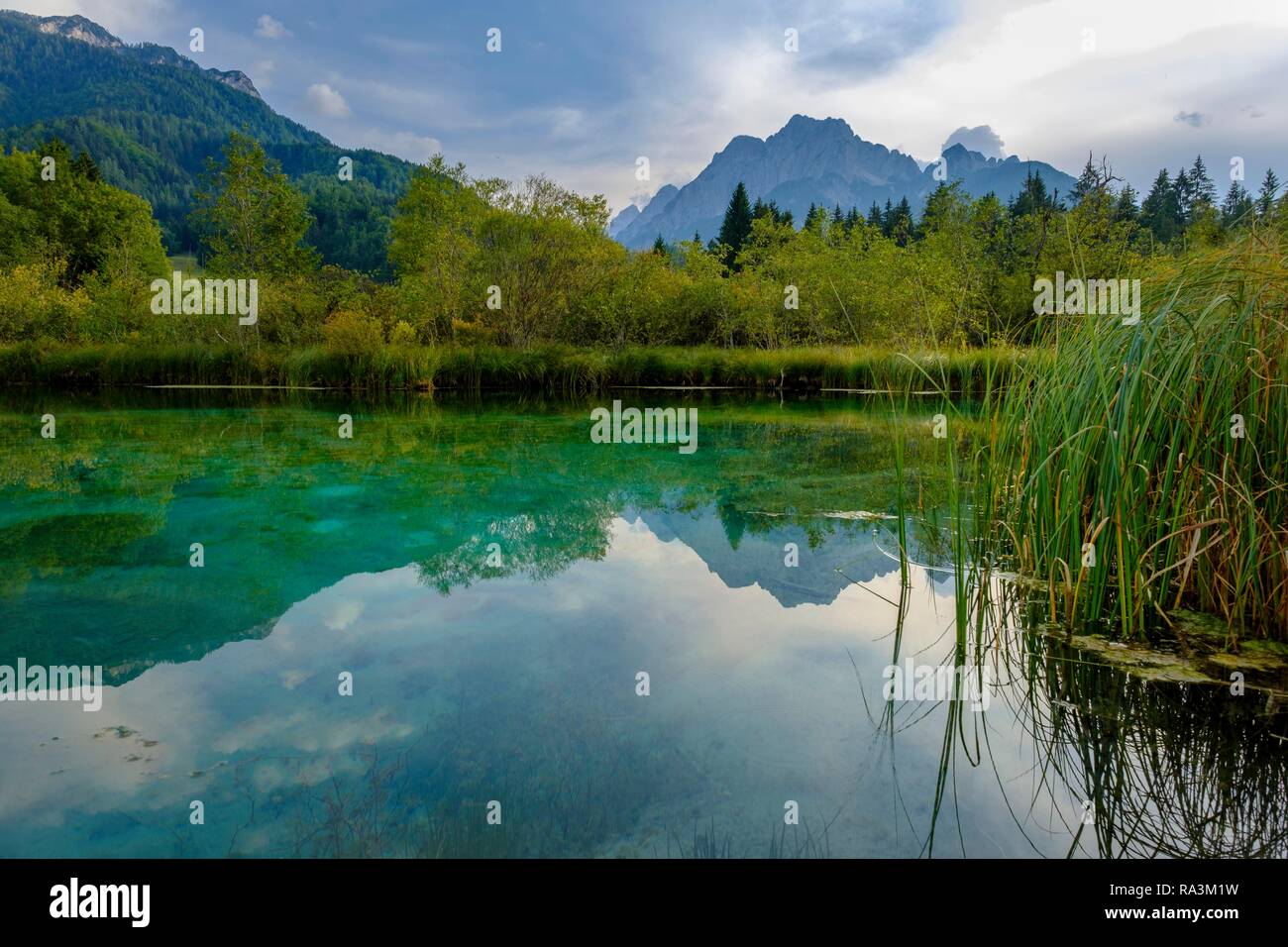 Sava Dolinka molla, Riserva Naturale Lago di Zelenci, sulle Alpi Giulie, superiore dell'Ucraina, della Slovenia Foto Stock