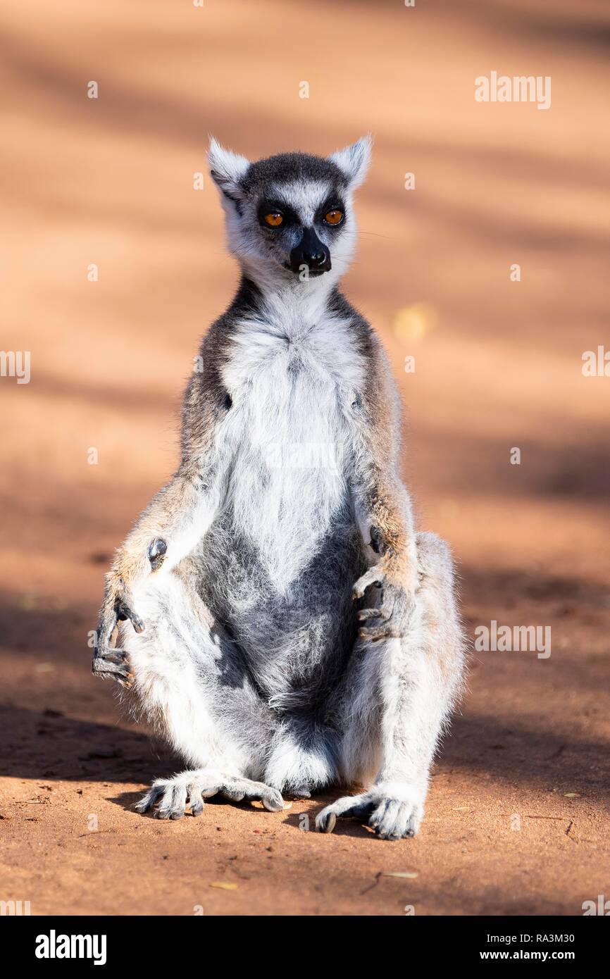 Anello-tailed lemur (Lemur catta) si siede e si riscalderà, Berenty Riserva Naturale, regione di Androy, Madagascar Foto Stock