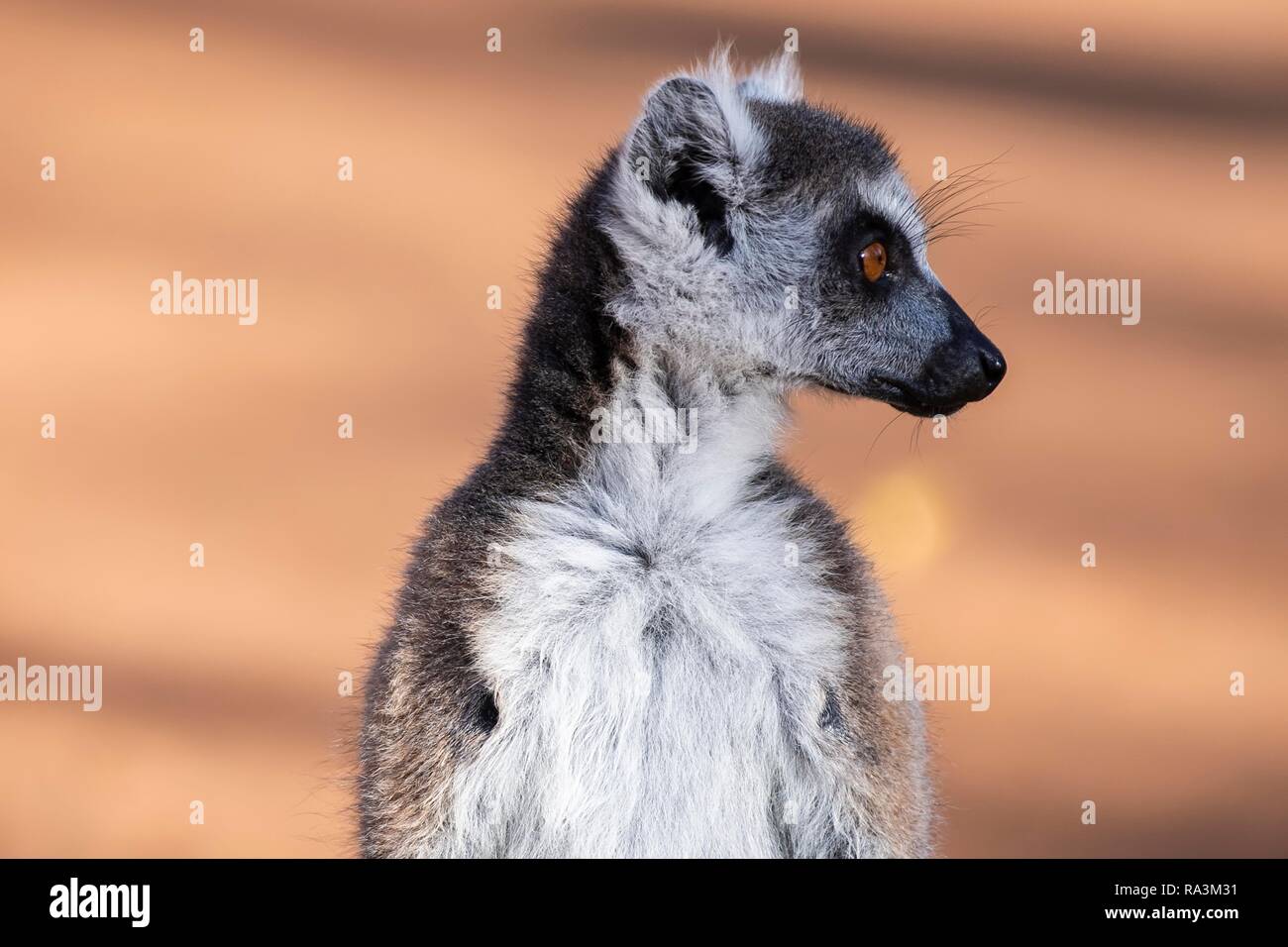 Anello-tailed lemur (Lemur catta), animale ritratto, Berenty Riserva Naturale, Regione Androy, Madagascar Foto Stock