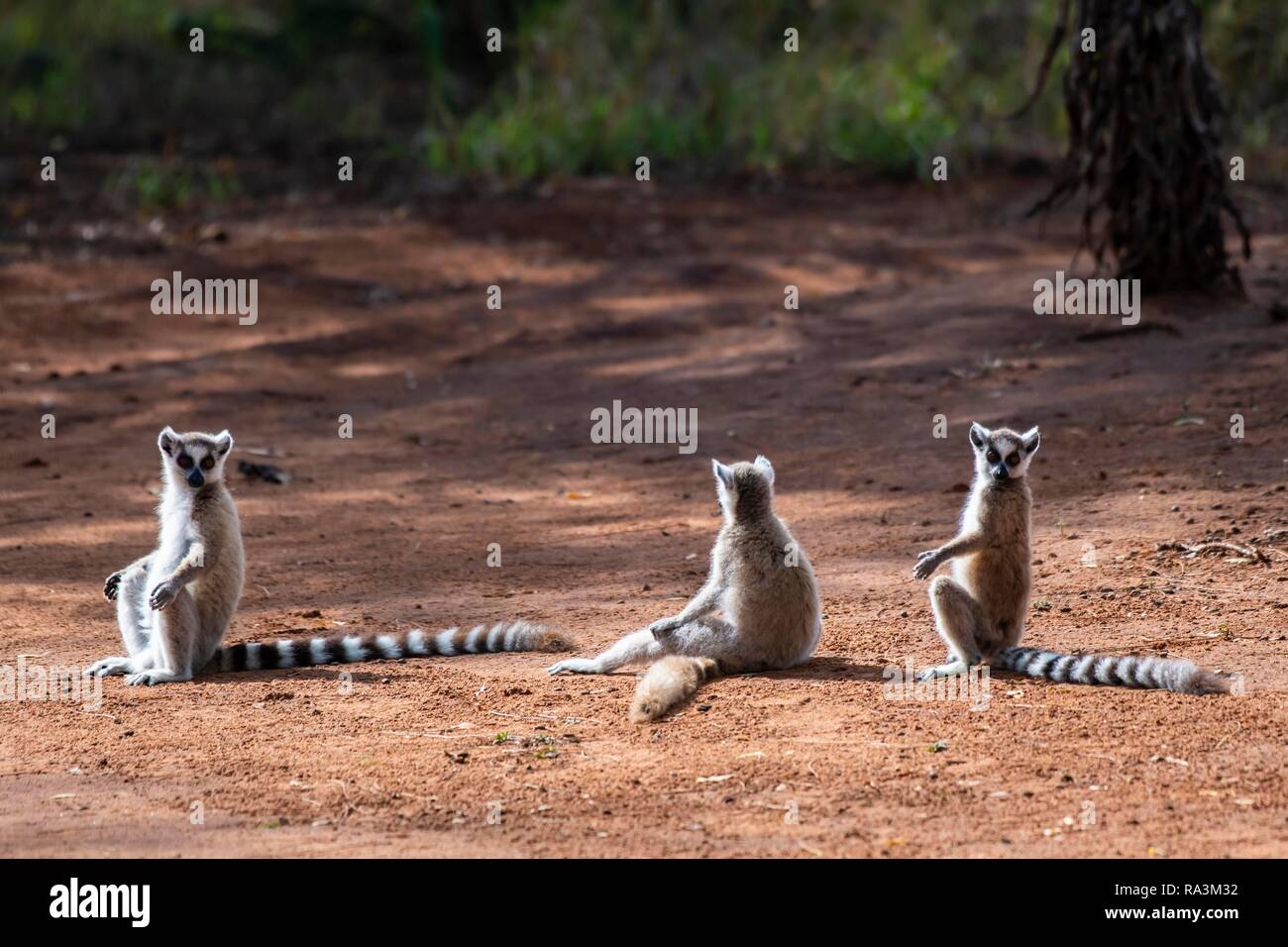 Tre Ring-tailed lemuri (Lemur catta) seduta nella sabbia rossa per prendere il sole, Berenty Riserva Naturale, regione di Androy, Madagascar Foto Stock
