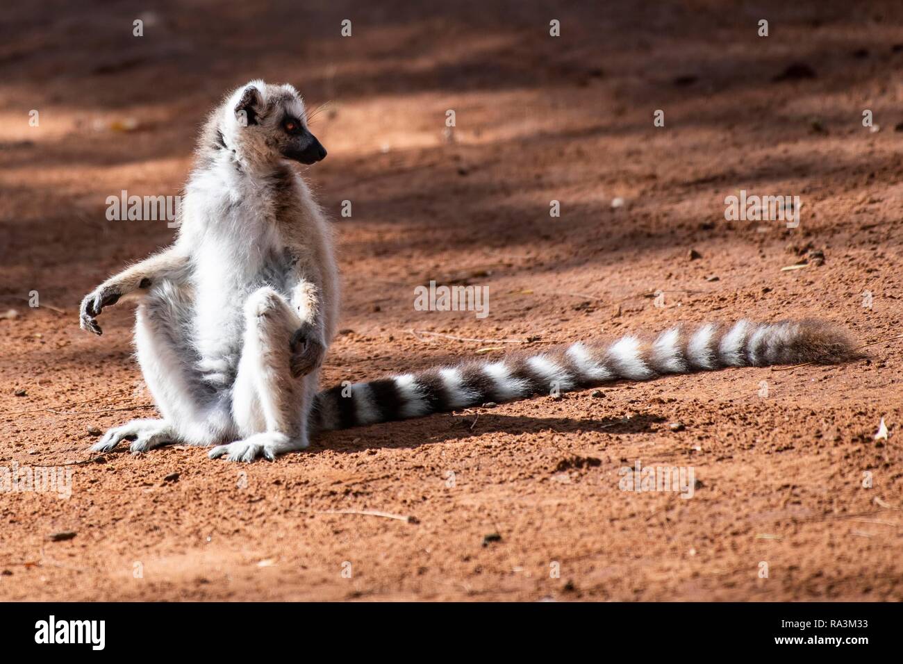 Anello-tailed lemur (Lemur catta) seduta nella sabbia rossa, Berenty riserva naturale, regione di Androy, Madagascar Foto Stock