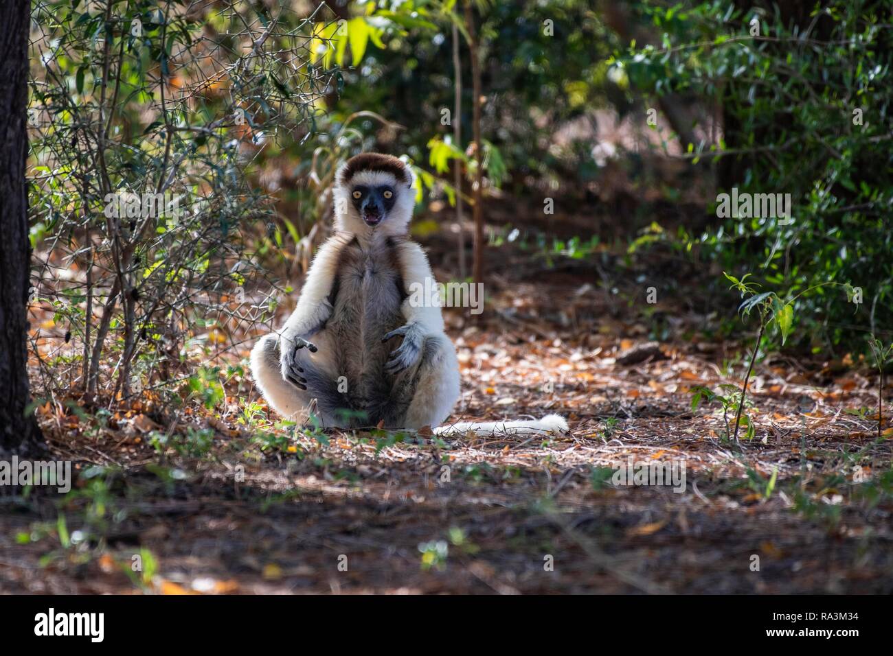 La Verreaux sifaka (Propithecus verreauxi) siede sulla terra, Berenty riserva naturale, area di Androy, Madagascar Foto Stock