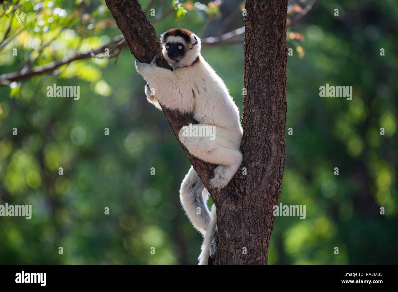 La Verreaux sifaka (Propithecus verreauxi) si siede nel ramo forcella nella struttura ad albero, Berenty riserva naturale, area di Androy, Madagascar Foto Stock