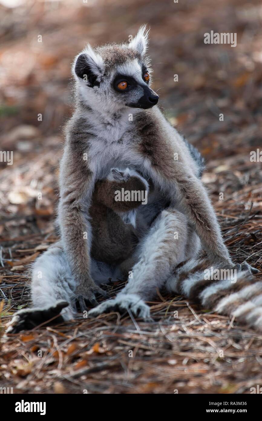 Anello-tailed lemur (Lemur catta), madre di allattamento animale giovane animale, Berenty riserva naturale, regione di Androy, Madagascar Foto Stock