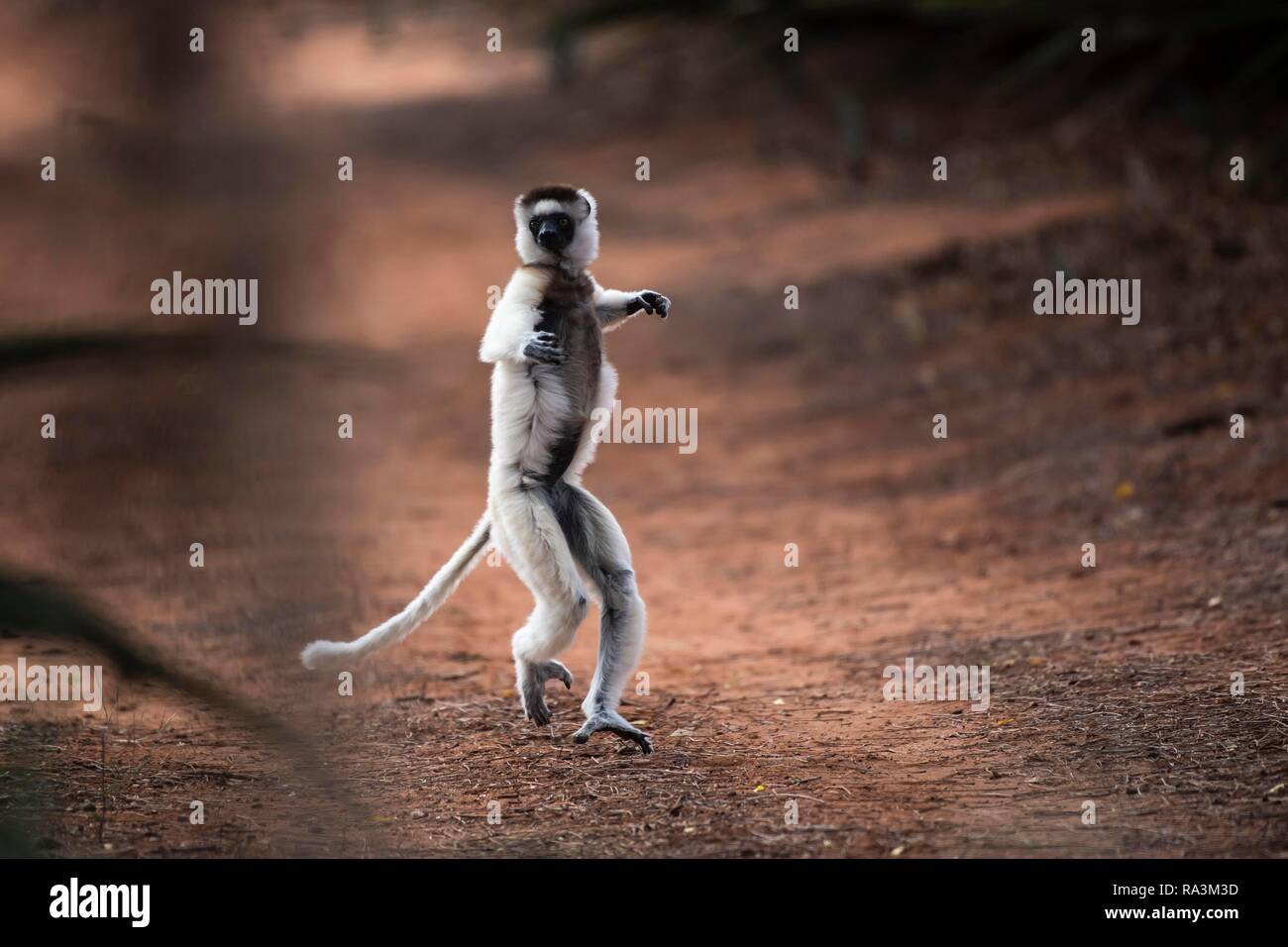 Dancing Verreaux's sifaka (Propithecus verreauxi), Berenty Riserva Naturale, area di Androy, Madagascar Foto Stock