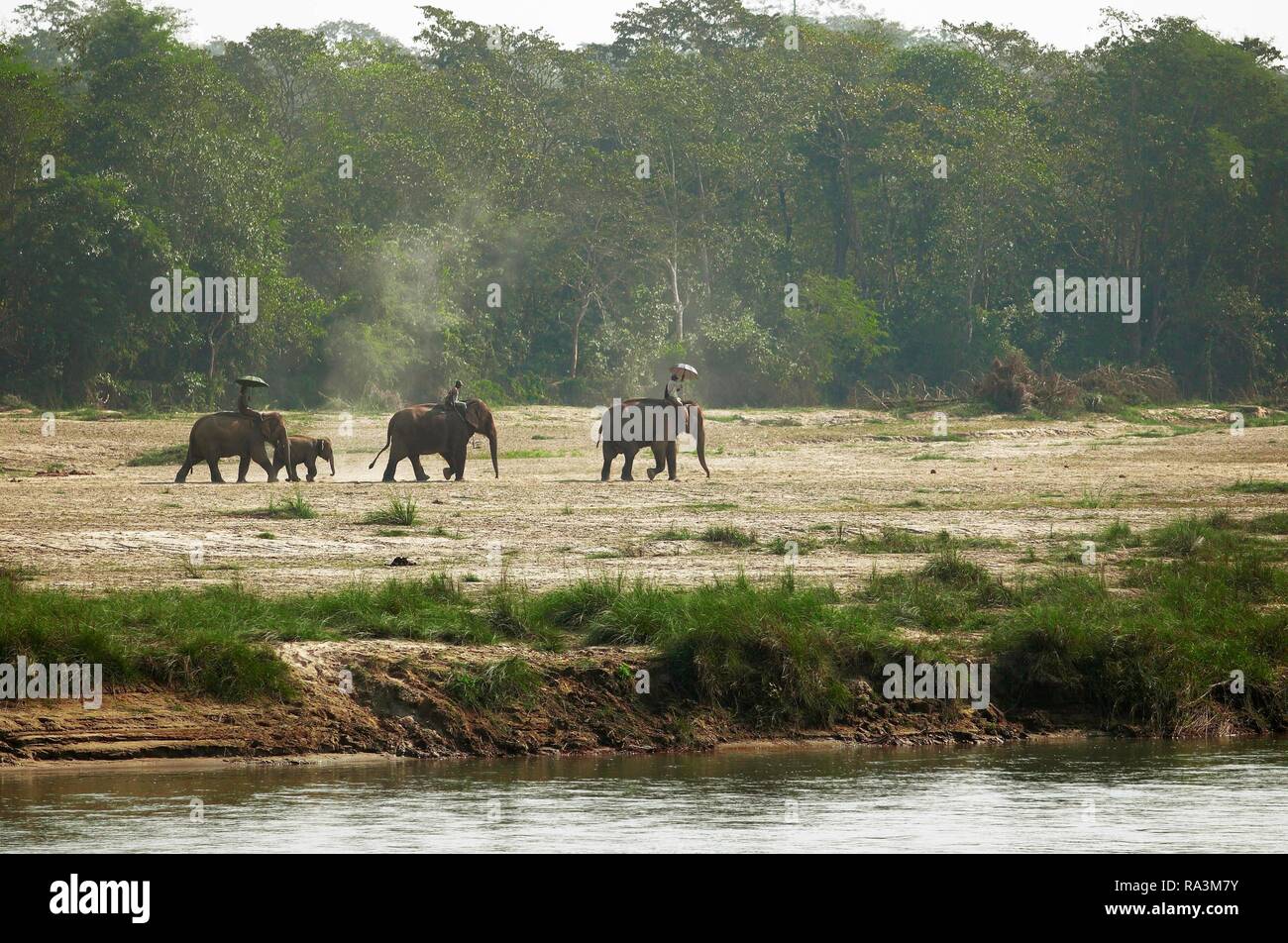 Mattina elefante sul fiume Rapti, Sauraha, Chitwan il parco nazionale, Terai lowlands, Nepal Foto Stock