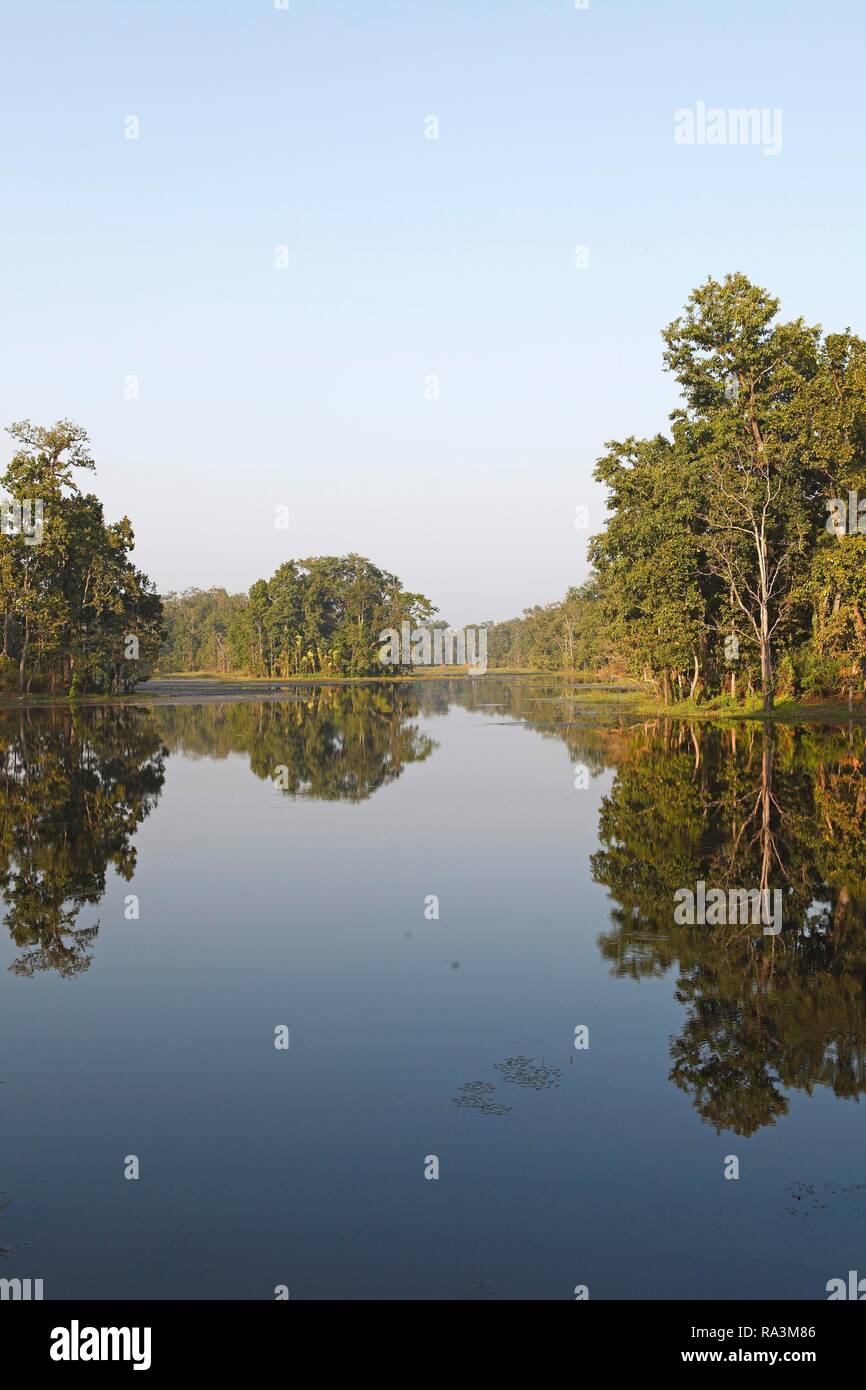 Alberi riflessa in venti mila Lago, Bishazari Valle o Beeshazar Valley, Chitwan il parco nazionale, Terai pianura, Nepal Foto Stock