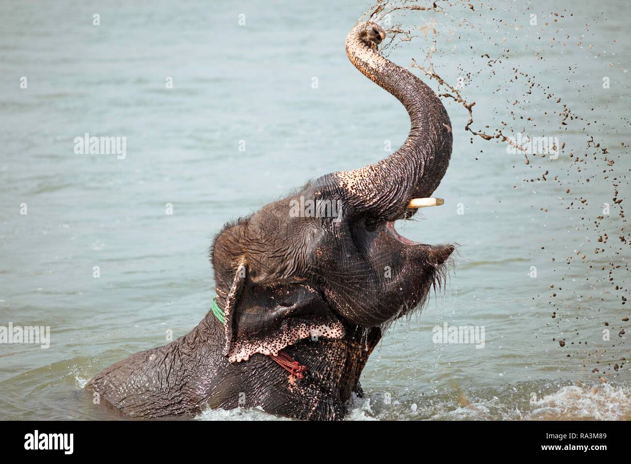 Elephant (Elephantidae) la balneazione nel fiume Rapti, Sauraha, Chitwan il parco nazionale, Terai pianura, Nepal Foto Stock