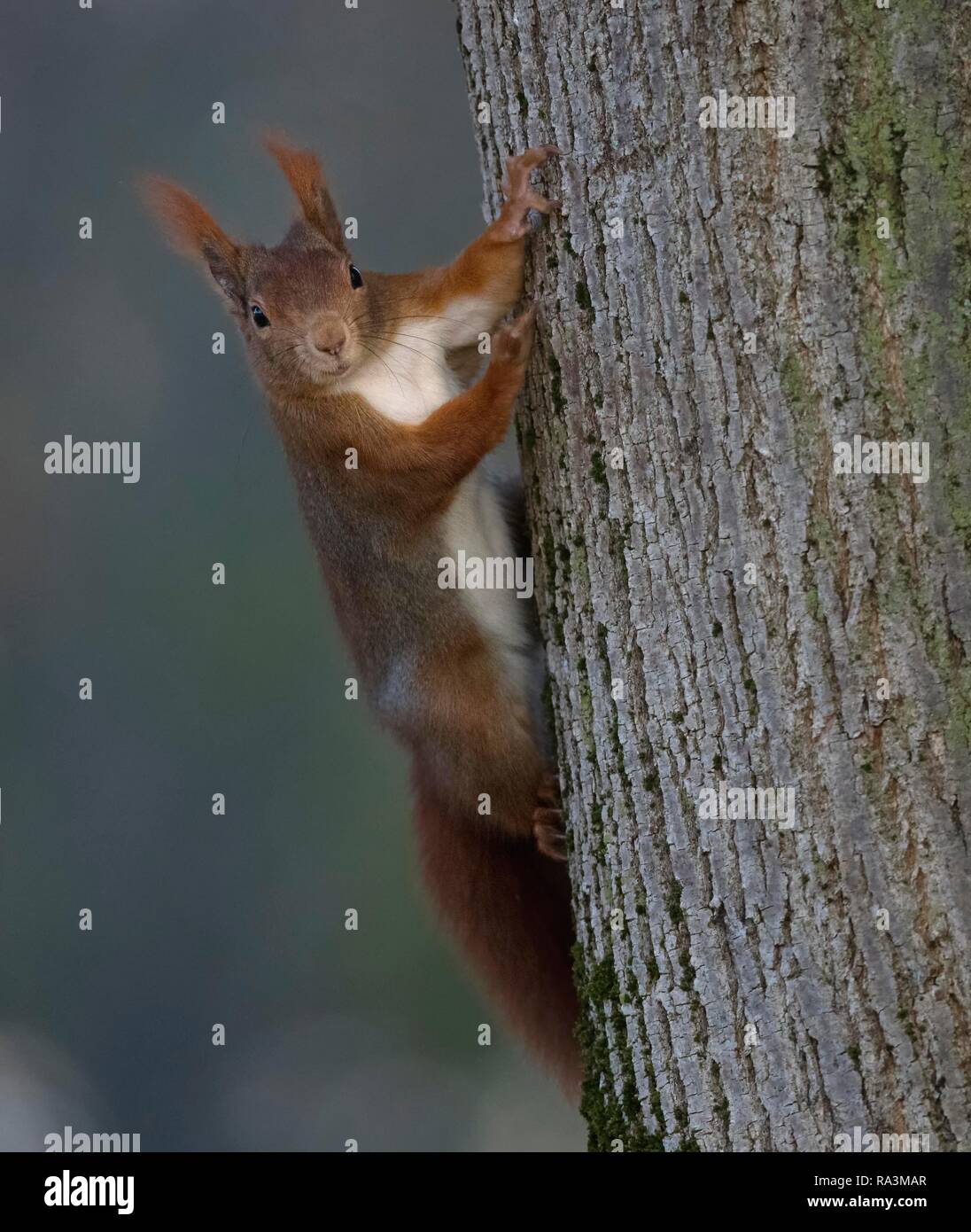 Eurasian red scoiattolo (Sciurus vulgaris), arrampicata tronco di albero, Baden-Württemberg, Germania Foto Stock