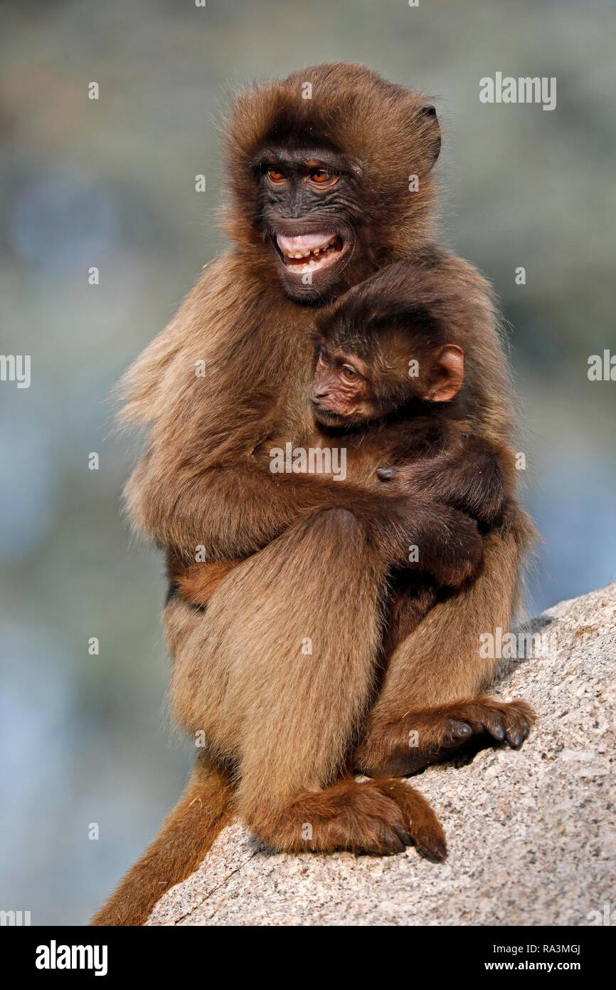 I babbuini Gelada (Theropithecus gelada), femmina con giovani, mostra denti aggressivi, captive, Germania Foto Stock