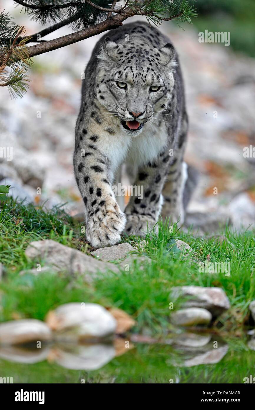 Snow Leopard (Panthera uncia), corsa, captive, Germania Foto Stock