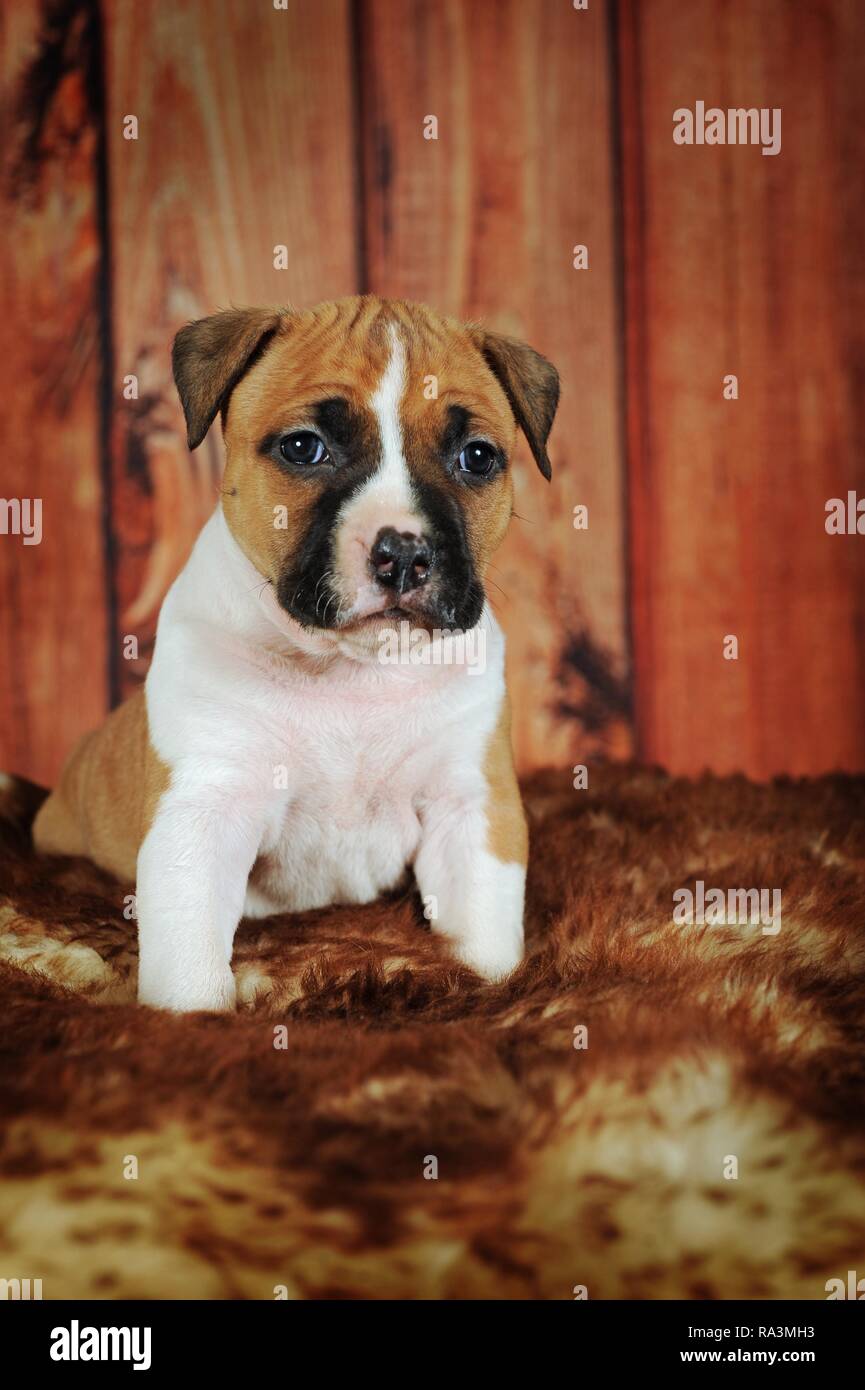 American Staffordshire Terrier, cucciolo 4 settimane, rosso-bianco, siede sulla coperta di pelliccia, Austria Foto Stock