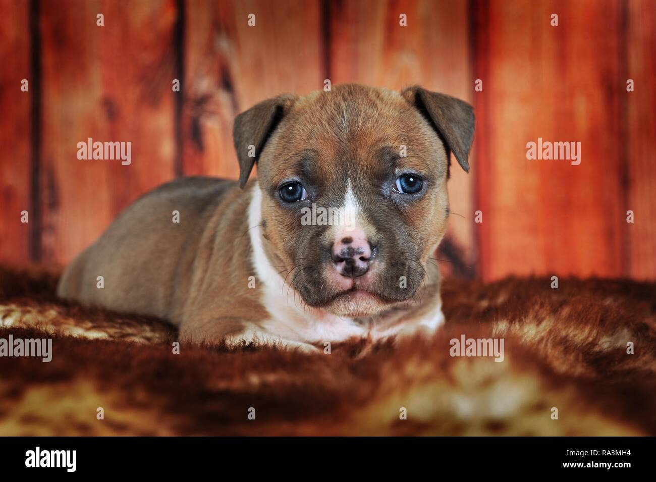 American Staffordshire Terrier, cucciolo 4 settimane, rosso-bianco, giace sulla coperta di pelliccia, Austria Foto Stock